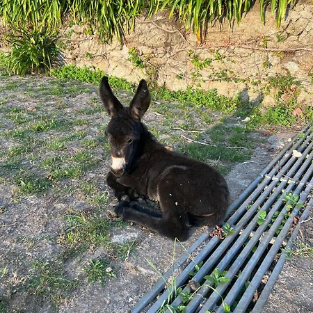 Celebration Or Event & At Casa Dos Macieis, Private Pool, Camino Santiago Direct Access & Optional Agritourism Villa *