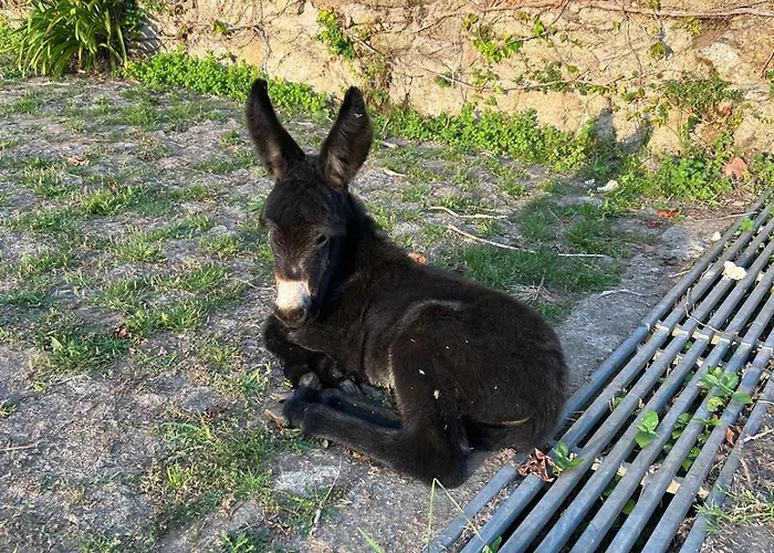 Celebration Or Event & At Casa Dos Macieis, Private Pool, Camino Santiago Direct Access & Optional Agritourism Villa *